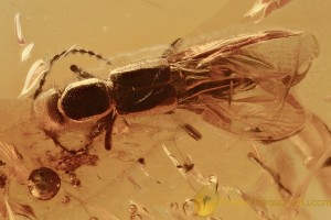 Nice STAPHYLINIDAE Rove Beetle Inclusion Genuine BALTIC AMBER 2867