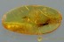 Nice STAPHYLINIDAE Rove Beetle Inclusion Genuine BALTIC AMBER 2867