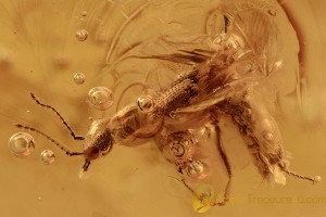 PAEDERINAE Staphylinidae Rove Beetle 2 Large Gnats BALTIC AMBER 2870