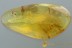 PAEDERINAE Staphylinidae Rove Beetle 2 Large Gnats BALTIC AMBER 2870