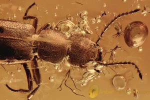 Superb STAPHYLININAE Staphylinidae Rove Beetle BALTIC AMBER 2871