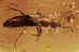 Superb STAPHYLININAE Staphylinidae Rove Beetle BALTIC AMBER 2871