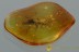 Superb STAPHYLININAE Staphylinidae Rove Beetle BALTIC AMBER 2871