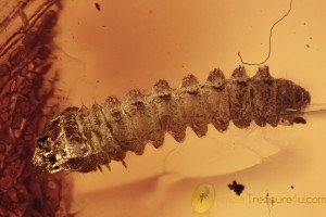 Rare LONGHORN BEETLE LARVAE Cerambycidae Genuine BALTIC AMBER 2874