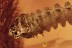 Rare LONGHORN BEETLE LARVAE Cerambycidae Genuine BALTIC AMBER 2874