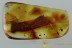 Rare LONGHORN BEETLE LARVAE Cerambycidae Genuine BALTIC AMBER 2874