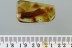 Rare LONGHORN BEETLE LARVAE Cerambycidae Genuine BALTIC AMBER 2874