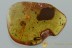 Large ROSE PETAL & STAMEN Rare Plant Rosacea Fossil BALTIC AMBER 2872