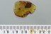 Large ROSE PETAL & STAMEN Rare Plant Rosacea Fossil BALTIC AMBER 2872