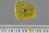 Great Large CRANE FLY Limoniidae Fossil Genuine BALTIC AMBER 4.5g 2883