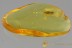 Large MOTH Lepidoptera Fossil Inclusion Genuine BALTIC AMBER 2.7g 2878