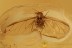 TOP Spread Wings APHID Aphidoidea Inclusion Genuine BALTIC AMBER 2876