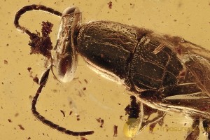 Great BETHYLIDAE Large Wasp Inclusion Genuine BALTIC AMBER 2877