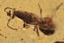 Great BETHYLIDAE Large Wasp Inclusion Genuine BALTIC AMBER 2877