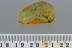 Great BETHYLIDAE Large Wasp Inclusion Genuine BALTIC AMBER 2877