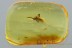 Superb SPIDER Araneae Fossil Inclusion Genuine BALTIC AMBER 1.7g 2879