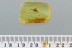 Superb SPIDER Araneae Fossil Inclusion Genuine BALTIC AMBER 1.7g 2879