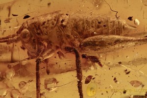 HUGE Cricket GRASSHOPPER Gryllidae Fossil Genuine BALTIC AMBER 2881