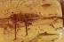 HUGE Cricket GRASSHOPPER Gryllidae Fossil Genuine BALTIC AMBER 2881