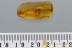 HUGE Cricket GRASSHOPPER Gryllidae Fossil Genuine BALTIC AMBER 2881