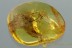 2 Large Long Legged SPIDER Inclusion Genuine BALTIC AMBER 3.8g 2882