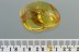 2 Large Long Legged SPIDER Inclusion Genuine BALTIC AMBER 3.8g 2882