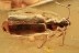 DROMIUS Lebiini Carabidae Ground Beetle Genuine BALTIC AMBER 2885