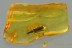 DROMIUS Lebiini Carabidae Ground Beetle Genuine BALTIC AMBER 2885