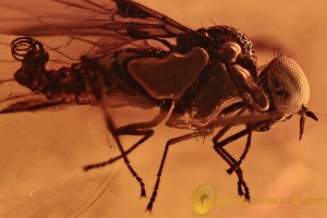 Rare Fly EMPIDIDAE Ragas ulrichi Fossil Genuine BALTIC AMBER 2884