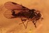 Rare Fly EMPIDIDAE Ragas ulrichi Fossil Genuine BALTIC AMBER 2884