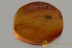 Rare Fly EMPIDIDAE Ragas ulrichi Fossil Genuine BALTIC AMBER 2884