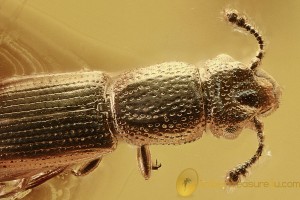 Superb ROOT-EATING BEETLE Monotomidae Europs & More BALTIC AMBER 2888