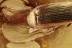 Superb ROOT-EATING BEETLE Monotomidae Europs & More BALTIC AMBER 2888