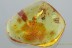 Superb ROOT-EATING BEETLE Monotomidae Europs & More BALTIC AMBER 2888