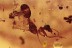 Rare WEAVER ANTS Oecophylla & More Genuine BALTIC AMBER 17g 2889