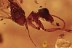 Rare WEAVER ANTS Oecophylla & More Genuine BALTIC AMBER 17g 2889