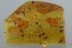 Rare WEAVER ANTS Oecophylla & More Genuine BALTIC AMBER 17g 2889