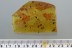 Rare WEAVER ANTS Oecophylla & More Genuine BALTIC AMBER 17g 2889