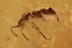 OCELLATE ROVE BEETLE Scydmaeninae & 2 Coccoidea BALTIC AMBER 2.1g 2886