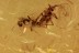 OCELLATE ROVE BEETLE Scydmaeninae & 2 Coccoidea BALTIC AMBER 2.1g 2886