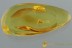 Great ANT-LIKE STONE BEETLE Scydmaeninae Genuine BALTIC AMBER 2890