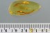 Great ANT-LIKE STONE BEETLE Scydmaeninae Genuine BALTIC AMBER 2890