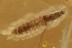 TENEBRIONOIDEA Beetle Larvae Unusual Inclusion BALTIC AMBER 2891