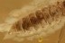 TENEBRIONOIDEA Beetle Larvae Unusual Inclusion BALTIC AMBER 2891