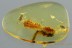 2 FALSE METALLIC WOOD-BORING BEETLES Throscidae BALTIC AMBER 1.9g 2892