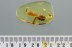 2 FALSE METALLIC WOOD-BORING BEETLES Throscidae BALTIC AMBER 1.9g 2892