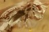 ANT-LIKE FLOWER BEETLE Macratriinae & Click Beetle BALTIC AMBER 2893