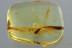 Great COLORFUL Soldier Beetle CANTHARIDAE Fossil BALTIC AMBER 2894