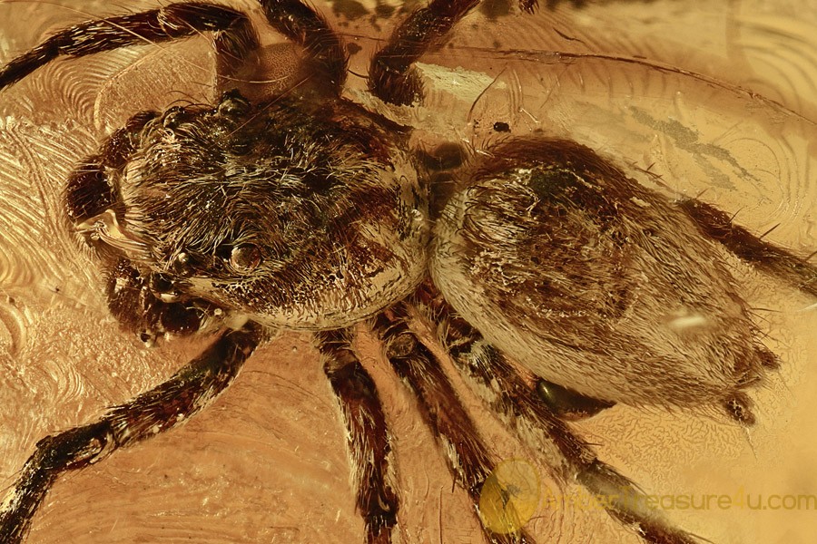 Nice JUMPING SPIDER Salticidae Inclusion Genuine BALTIC AMBER 2895