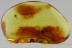 Large Great ANT Formicidae w BIG GASTER Genuine BALTIC AMBER 7.6g 2896
